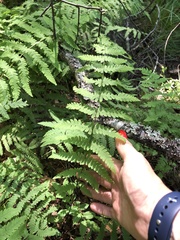 Thelypteris palustris palustris