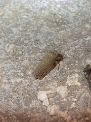 Paramesus major