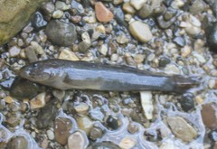 Neogobius fluviatilis