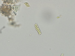 Desmodesmus bicaudatus