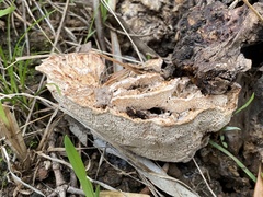 Fungi