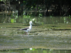 Himantopus himantopus