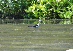 Himantopus himantopus