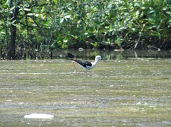 Himantopus himantopus