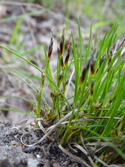 Carex humilis