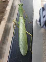 Rhombodera