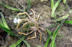 Leptomithrax gaimardii