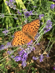 Argynnis niobe