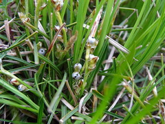 Carex humilis