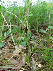 Carex colchica