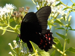 Heraclides rogeri pharnaces