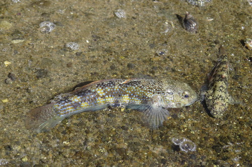 Bathygobius fuscus