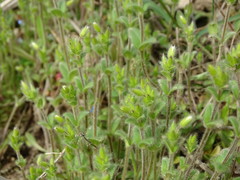 Cerastium brachypetalum