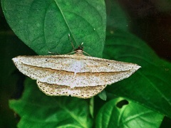 Heteralex rectilineata