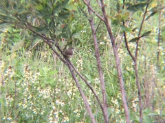 Turdus grayi