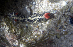 Hypselodoris saintvincentius
