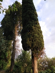Cupressus sempervirens