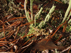 Cladonia cenotea