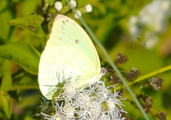 Aphrissa statira statira