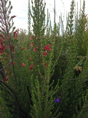 Erica discolor
