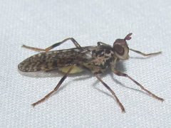 Boreothrinax maculipennis