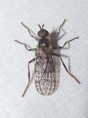 Boreothrinax maculipennis