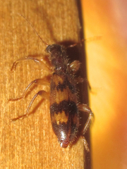 Cymatodera undulata