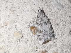 Scoparia pyralella