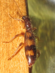 Cymatodera undulata