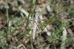 Bolivaria brachyptera