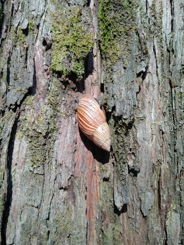 Plectostylus araucanus