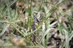 Bolivaria brachyptera