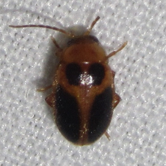 Sacodes pulchella