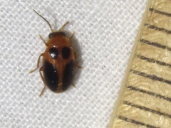 Sacodes pulchella