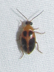 Sacodes pulchella