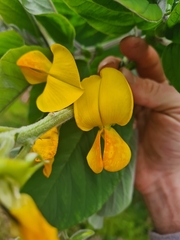 Crotalaria beddomeana