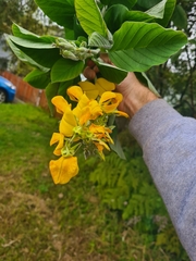 Crotalaria beddomeana