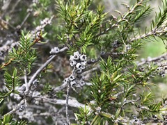 Melaleuca wilsonii
