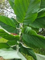 Crotalaria beddomeana