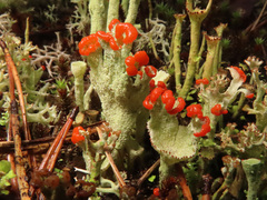 Cladonia coccifera