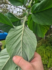 Crotalaria beddomeana