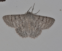 Crypsiphona tasmanica