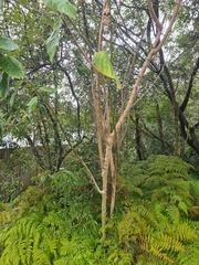 Crotalaria beddomeana