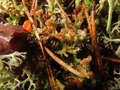 Cladonia phyllophora