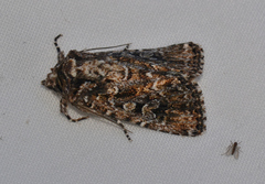 Ectopatria horologa