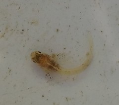 Lepidoblennius marmoratus