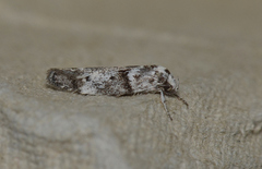 Lichenaula onychotypa