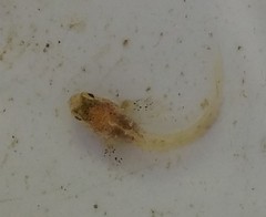 Lepidoblennius marmoratus