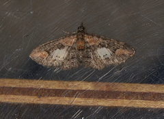 Chloroclystis filata