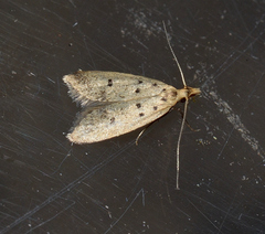 Atheropla decaspila